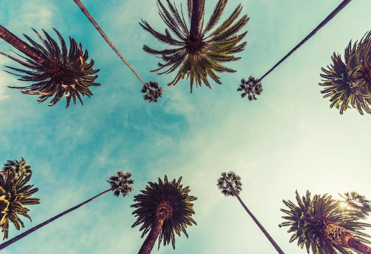 An upward shot of California palm trees near Rancho Cordova.