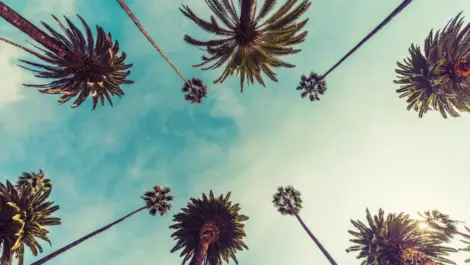 An upward shot of California palm trees near Rancho Cordova.