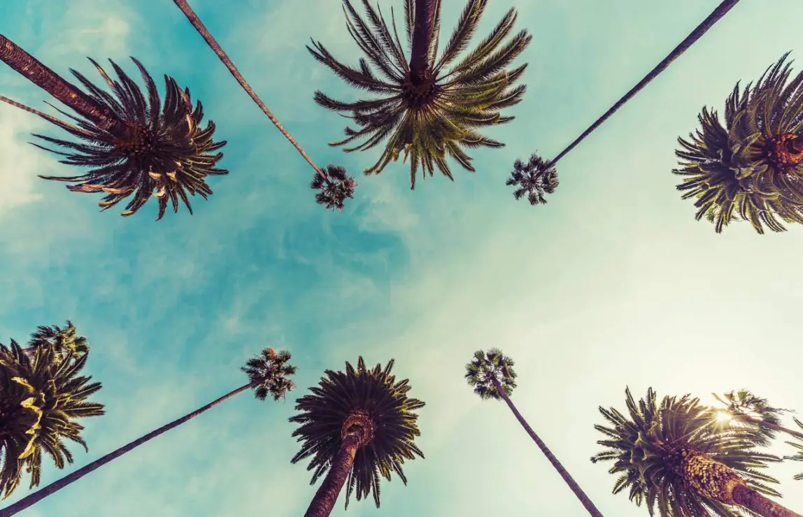 An upward shot of California palm trees near Rancho Cordova.