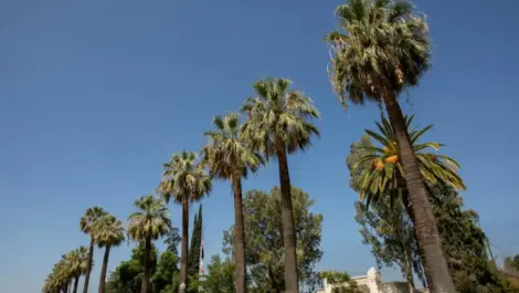 A row of palm trees in front of the stage at Fleming Park in Colton, CA.