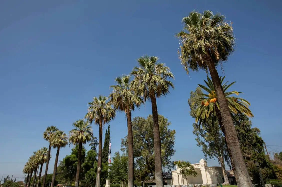 A row of palm trees in front of the stage at Fleming Park in Colton, CA.